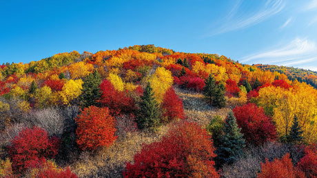 Autumn mountain forest wallpaper design file showing detailed fall foliage and mountain vista