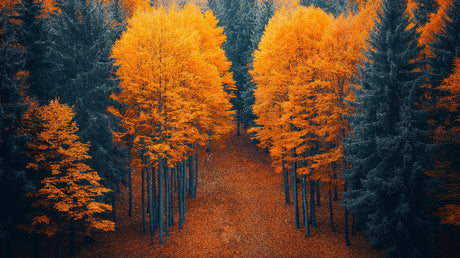 Forest path wallpaper design file showing detailed autumn trees and orange foliage pattern