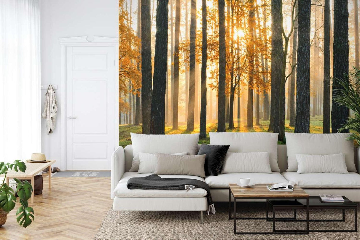 Forest wall mural creating depth in modern living room, sunlight streaming through pine trees