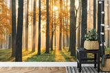Pine forest wallpaper in cozy bedroom, morning light effects on walls