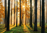 Forest wall mural design file showing detailed pine trees and autumn sunlight pattern