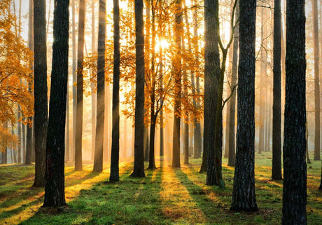 Forest wall mural design file showing detailed pine trees and autumn sunlight pattern