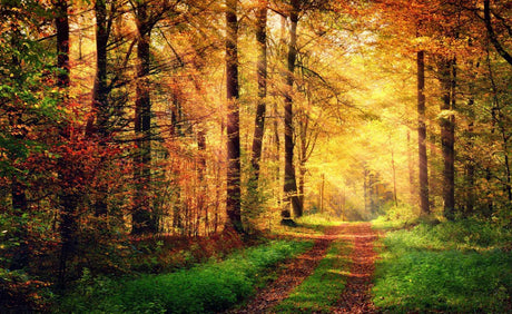 Forest wallpaper design file showing detailed autumn path through golden trees