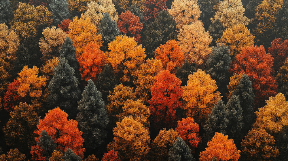 Autumn Forest Wallpaper design file showing detailed aerial view of fall foliage in peak colors