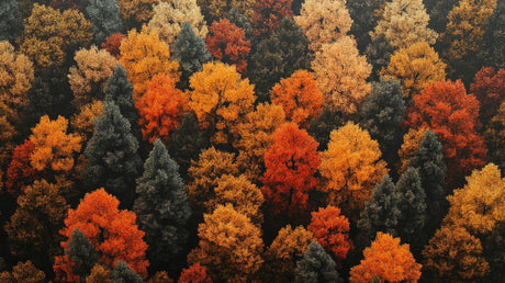 Autumn Forest Wallpaper design file showing detailed aerial view of fall foliage in peak colors