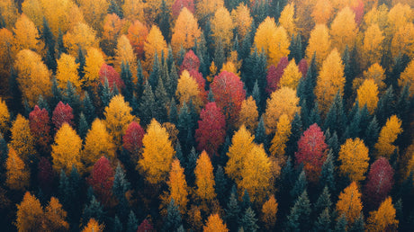 Forest Mural Wallpaper design file showing detailed autumn trees pattern with red and yellow foliage