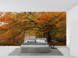 Orange forest wallpaper transforming a home office with autumn colors and natural depth