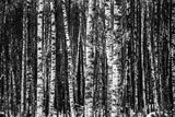 Black and white birch forest wallpaper design file showing full pattern detail