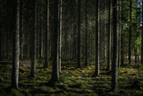Design file showing detailed pine forest pattern with deep shadows and filtered light