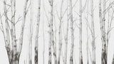 Birch Forest Wallpaper design file showing detailed white tree trunks on misty background