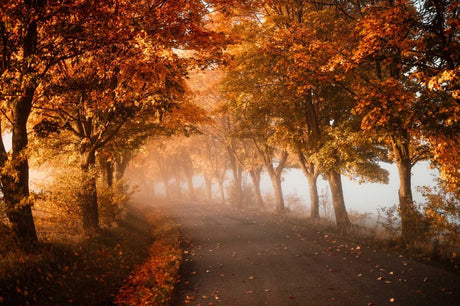Forest wallpaper design file showing detailed misty autumn path pattern