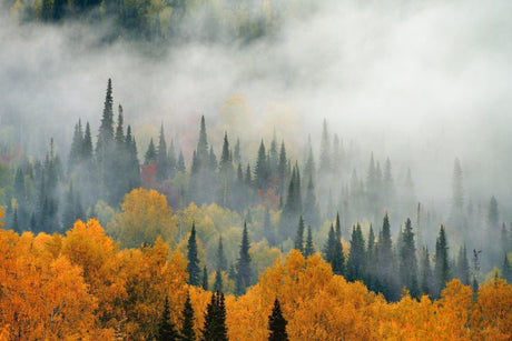 Forest landscape wallpaper design file showing full misty pine tree pattern with autumn colors