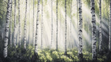 Birch forest wallpaper design file showing detailed misty tree pattern with sunlight rays