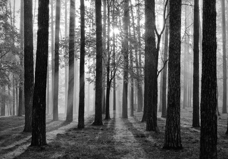 Black and white forest wallpaper design file showing misty sunrise through trees