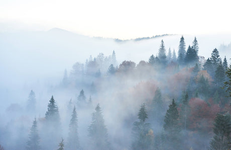 Design file showing detailed misty mountain forest pattern with pine trees