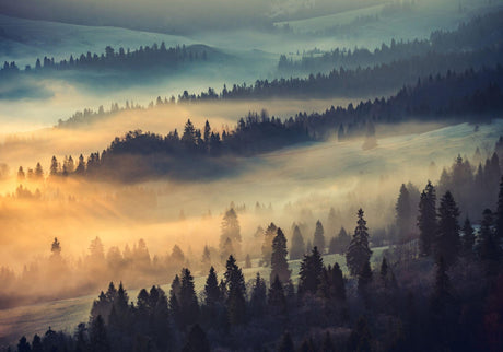 Forest mountain sunrise design file showing detailed misty landscape and morning light effects