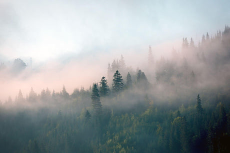 Misty pine forest wallpaper design file showing detailed morning fog and tree pattern
