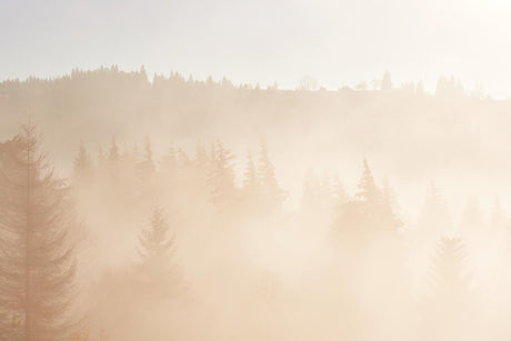 Misty forest wallpaper design file showing detailed pine tree silhouettes in morning fog