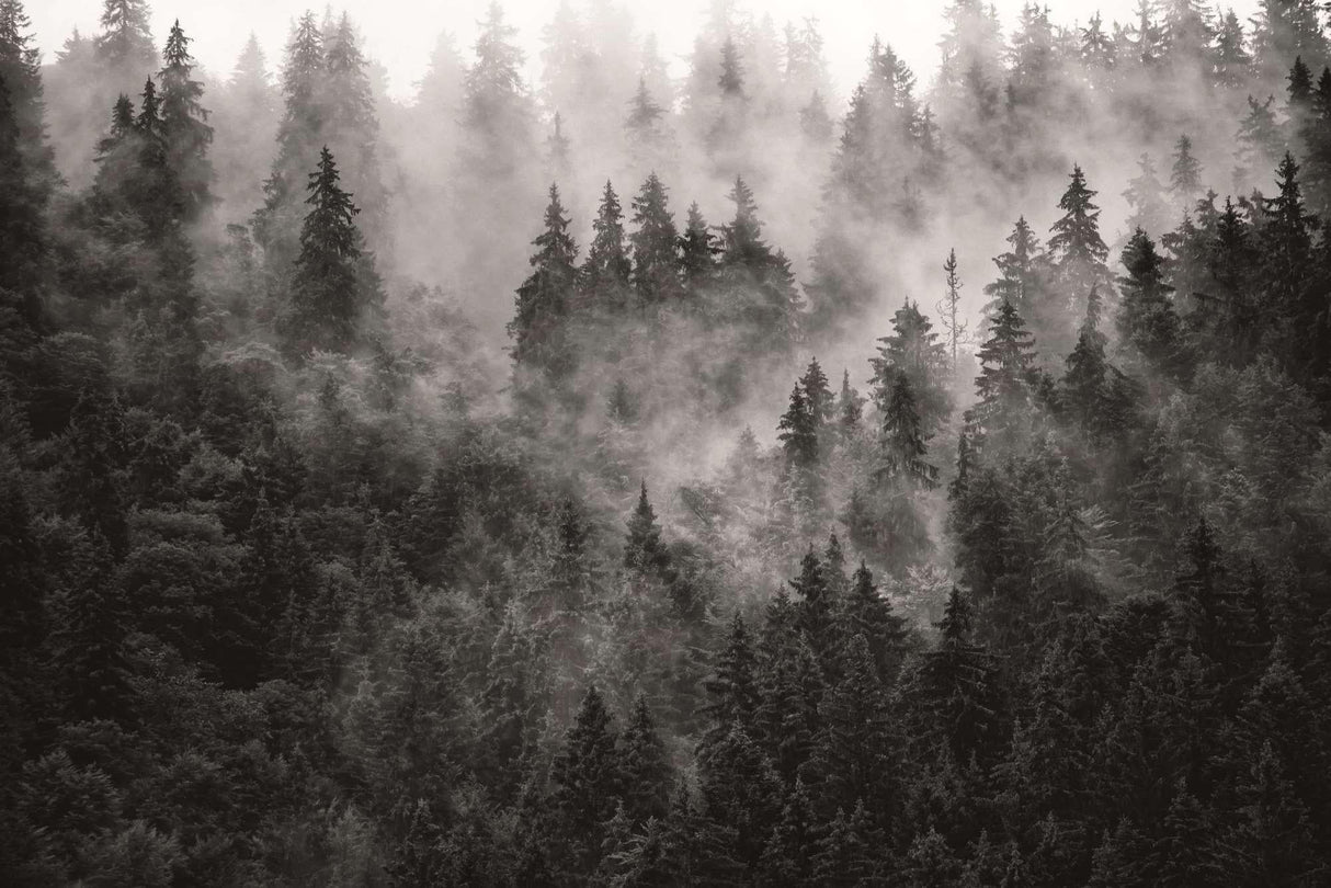 Misty pine trees forest wallpaper design file showing detailed fog and tree pattern