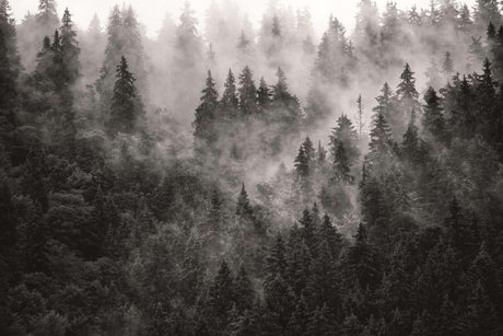 Misty pine trees forest wallpaper design file showing detailed fog and tree pattern
