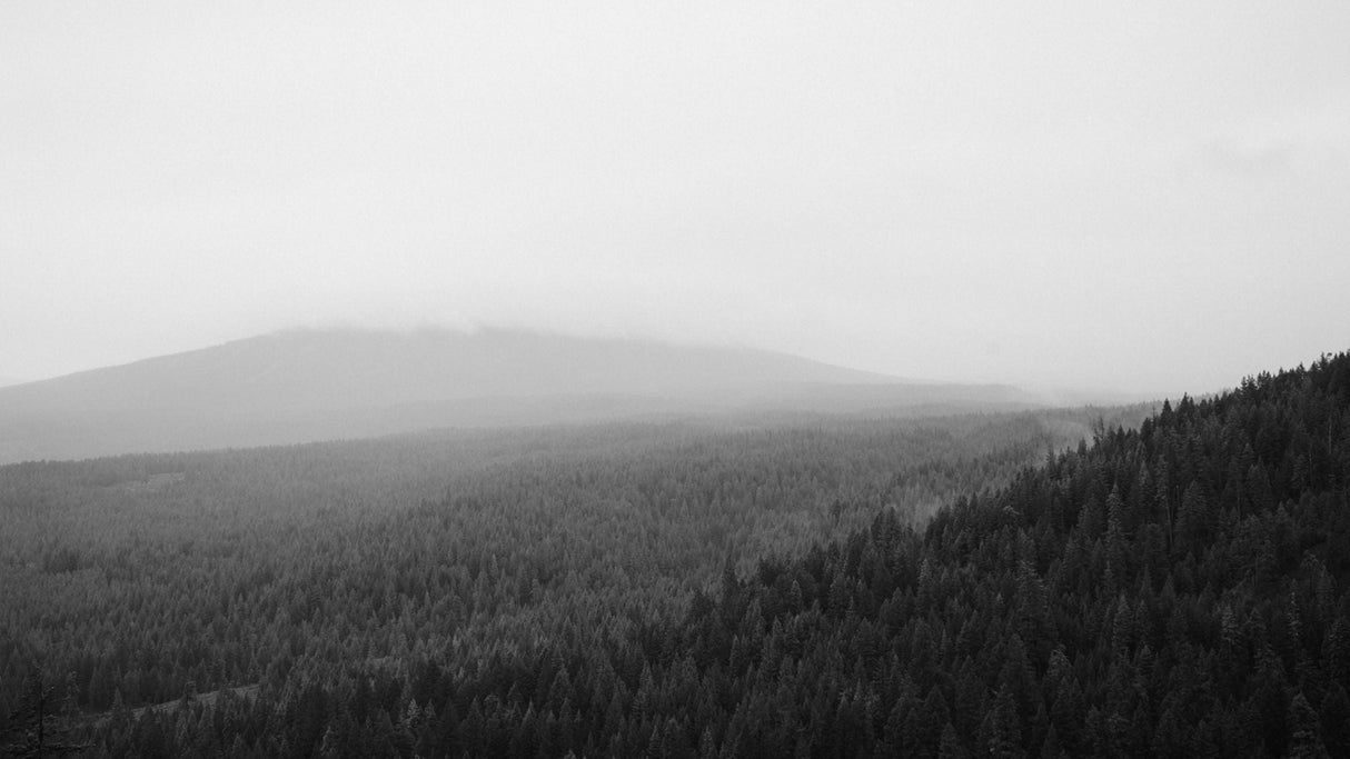 Black and white forest wallpaper design file showing detailed misty pine tree pattern