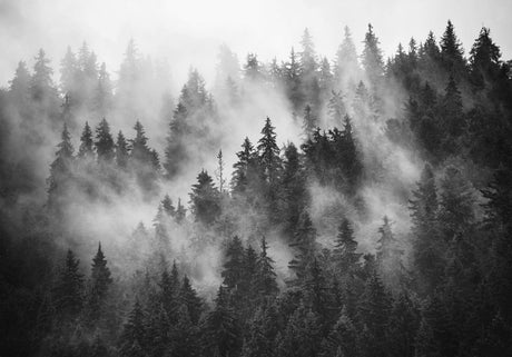 Black and white pine forest design file showing misty tree pattern and texture details