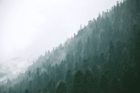 Misty pine forest wallpaper design file showing full pattern detail and soft watercolor effect