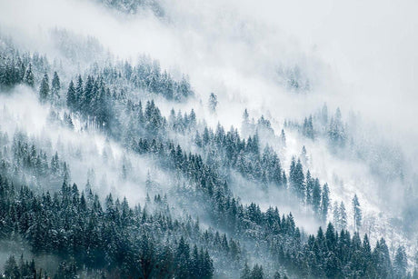 Misty pine forest wallpaper design file showing full pattern detail