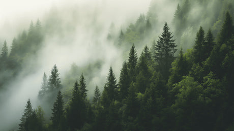 Forest wallpaper mural in modern living room showing misty pine trees creating depth and atmosphere