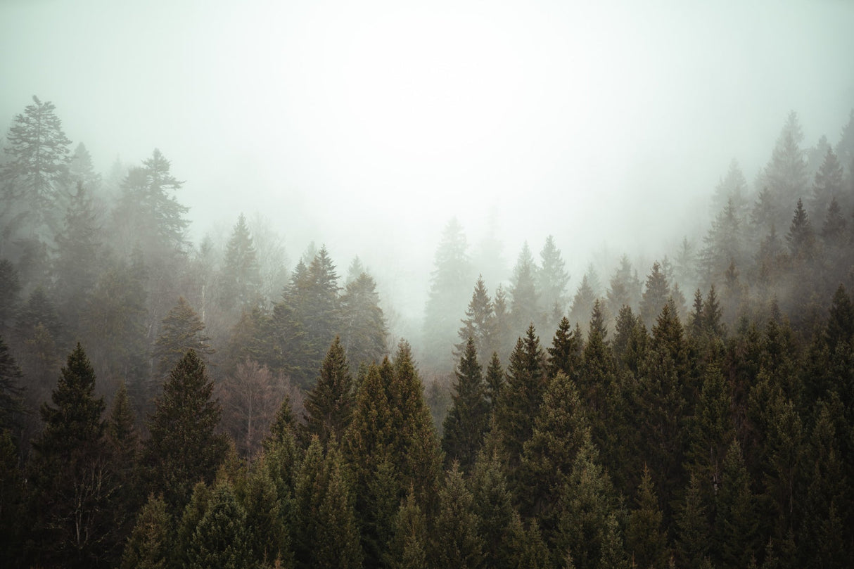 High-resolution design file of misty pine forest landscape pattern