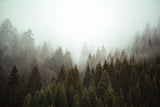 High-resolution design file of misty pine forest landscape pattern