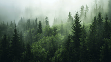 Forest wall mural design file showing detailed misty pine trees pattern and ethereal fog effects
