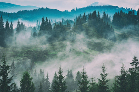 Forest mural design file showing full misty pine trees pattern