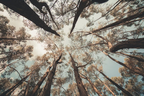 Design file showing detailed pine tree canopy pattern with sky perspective