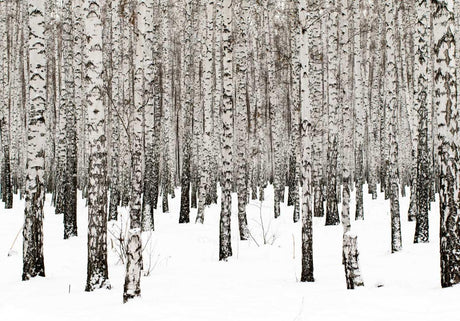 Winter birch forest wallpaper design file showing intricate snow and tree bark details