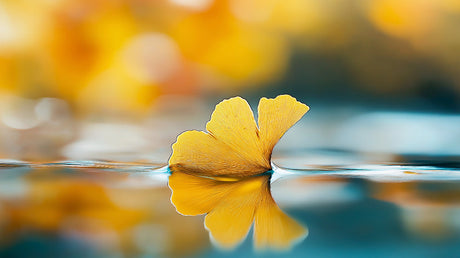 Ginkgo Leaf Wallpaper design file showing detailed water reflection pattern and golden leaf artwork