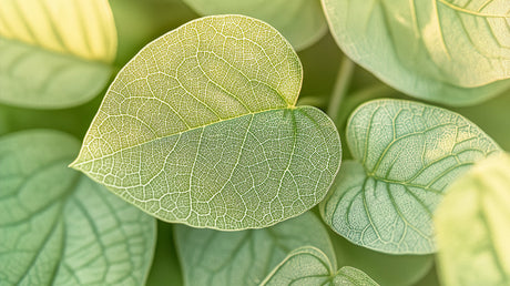 Macro green leaf pattern design file showing detailed vein structure and natural textures