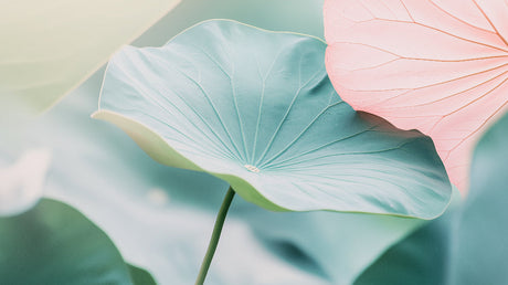 Botanical lotus leaf design file showing detailed turquoise and pink pattern