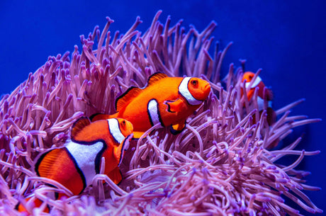 Orange clownfish and purple anemone design file showing intricate marine life pattern details