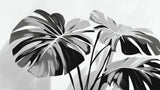 Black and white Monstera leaf pattern design file showing detailed botanical artwork