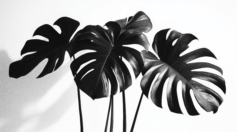 Black and white Monstera leaf wallpaper design file showing detailed tropical pattern