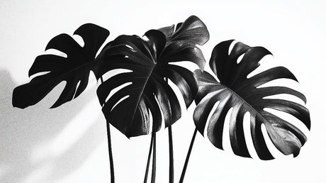 Black and white Monstera leaf wallpaper design file showing detailed tropical pattern
