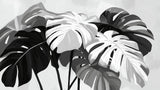 Black and white Monstera leaf wallpaper design file showing detailed tropical pattern and rich contrasts