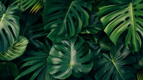 Modern living room featuring a dramatic Monstera leaf wallpaper mural in deep green tones