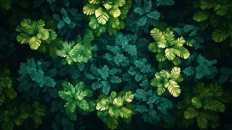 Monstera leaf wallpaper design file showing detailed tropical foliage pattern