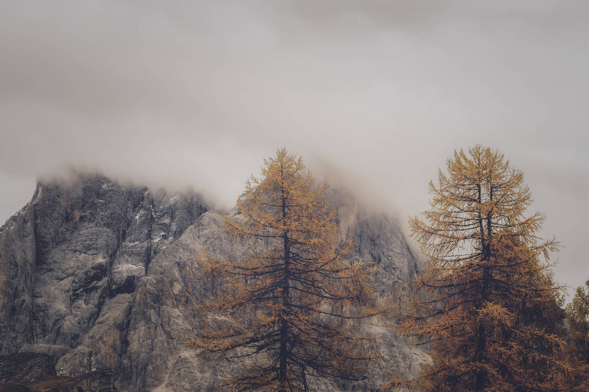 Mountain and pine forest design file showing misty landscape pattern detail