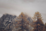 Mountain and pine forest design file showing misty landscape pattern detail