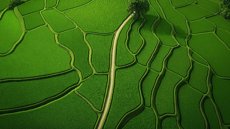 Nature wall mural with aerial rice terraces pattern shown in a modern living room, creating a striking green accent wall