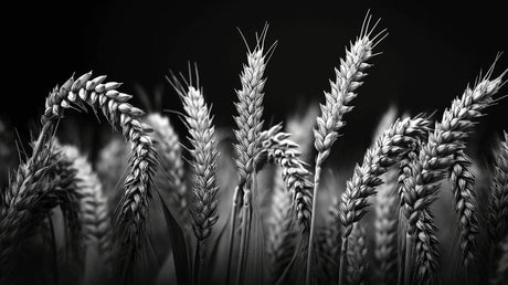 Black and white wheat field design file showing detailed botanical pattern and texture