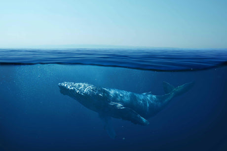 Underwater Whale wallpaper design file showing detailed blue ocean scene with sunlight rays